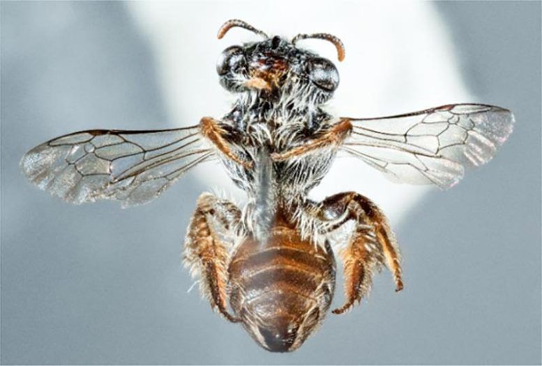 西澳大利亚珀斯灌木丛中发现新蜜蜂物种 有像狗一样的