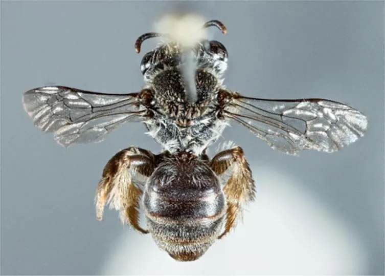 西澳大利亚珀斯灌木丛中发现新蜜蜂物种 有像狗一样的