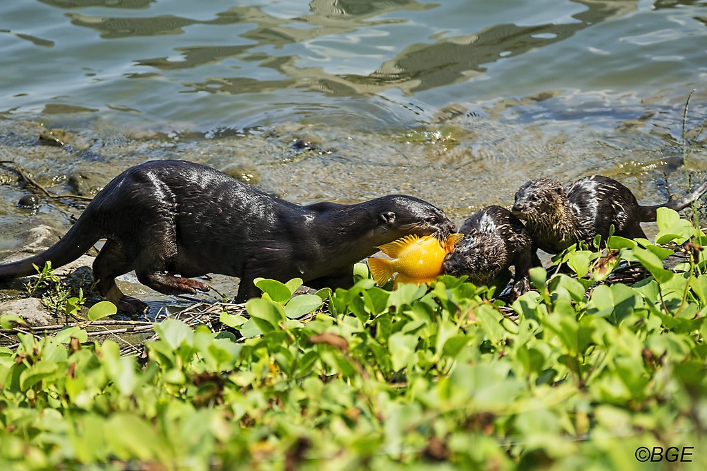 新加坡河边正在吃午餐的野生水獭家族（非搬迁的家族）。图片来源：Brian Evans（CC BY-ND 2.0）
