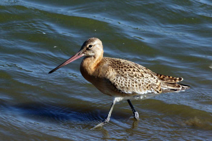 һֻ5���´�İ�β���ִӰ���˹�Ӳ���Ϸ���13558���ﵽ�Ĵ����� ���µ������¼