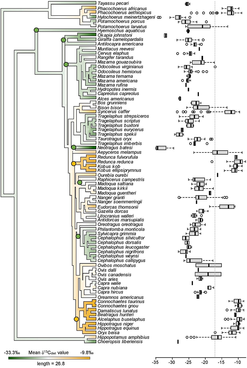 《生态与演化前沿》:现生偶蹄类动物同位素研究为重建古生态和古环境提供新思路