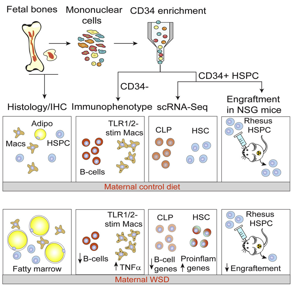 《干细胞报告》:母恒河猴孕期食用西式饮食改变了胎儿血液干细胞的转录格局