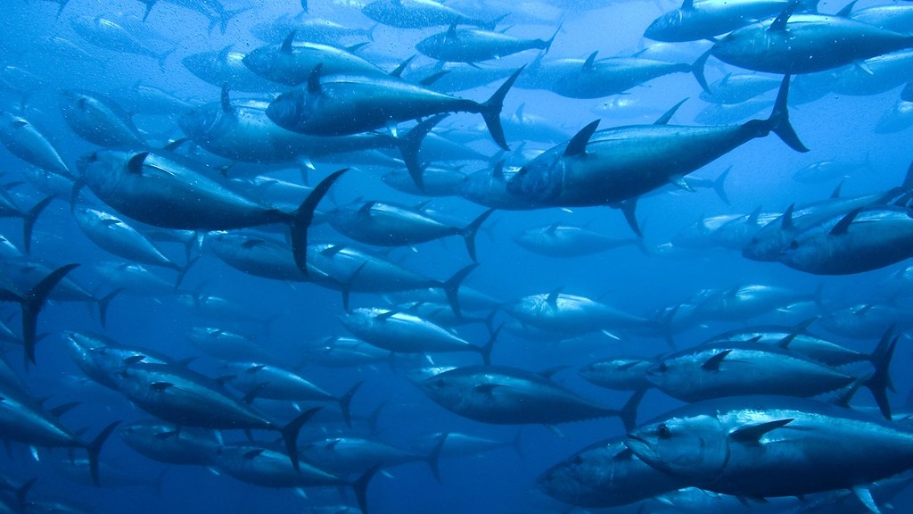 夏威夷帕帕哈瑙莫夸基亚国家海洋保护区扩大范围后 外围洄游性金枪鱼的数量也跟着增加