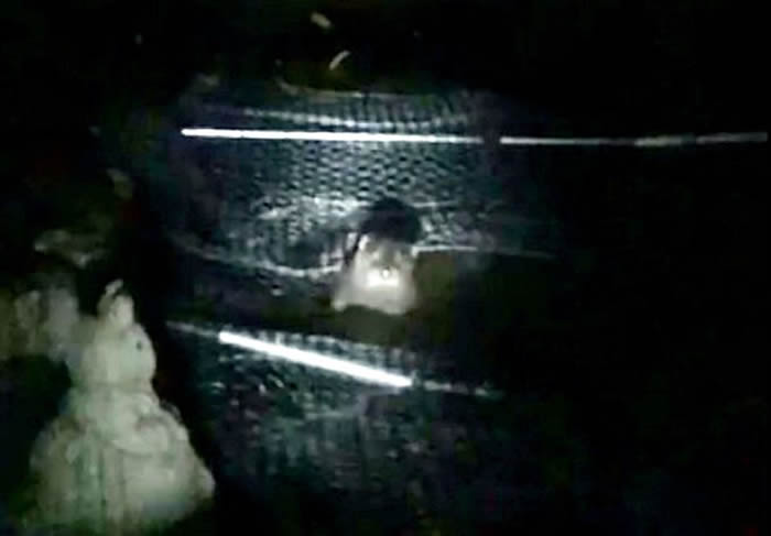 英国老翁养的大量锦鲤在池塘内被杀光 调阅监控发现凶手竟是......