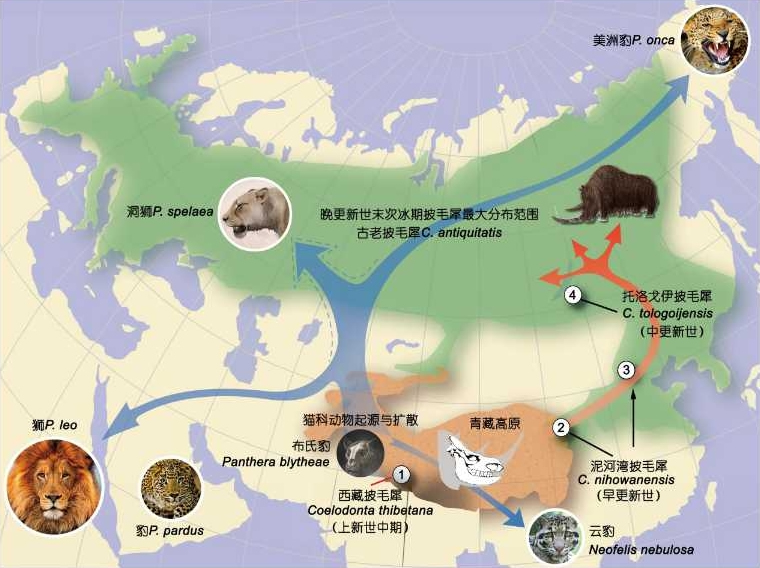 《科学通报》:新生代温室和冰室气候背景下动物区系的演变