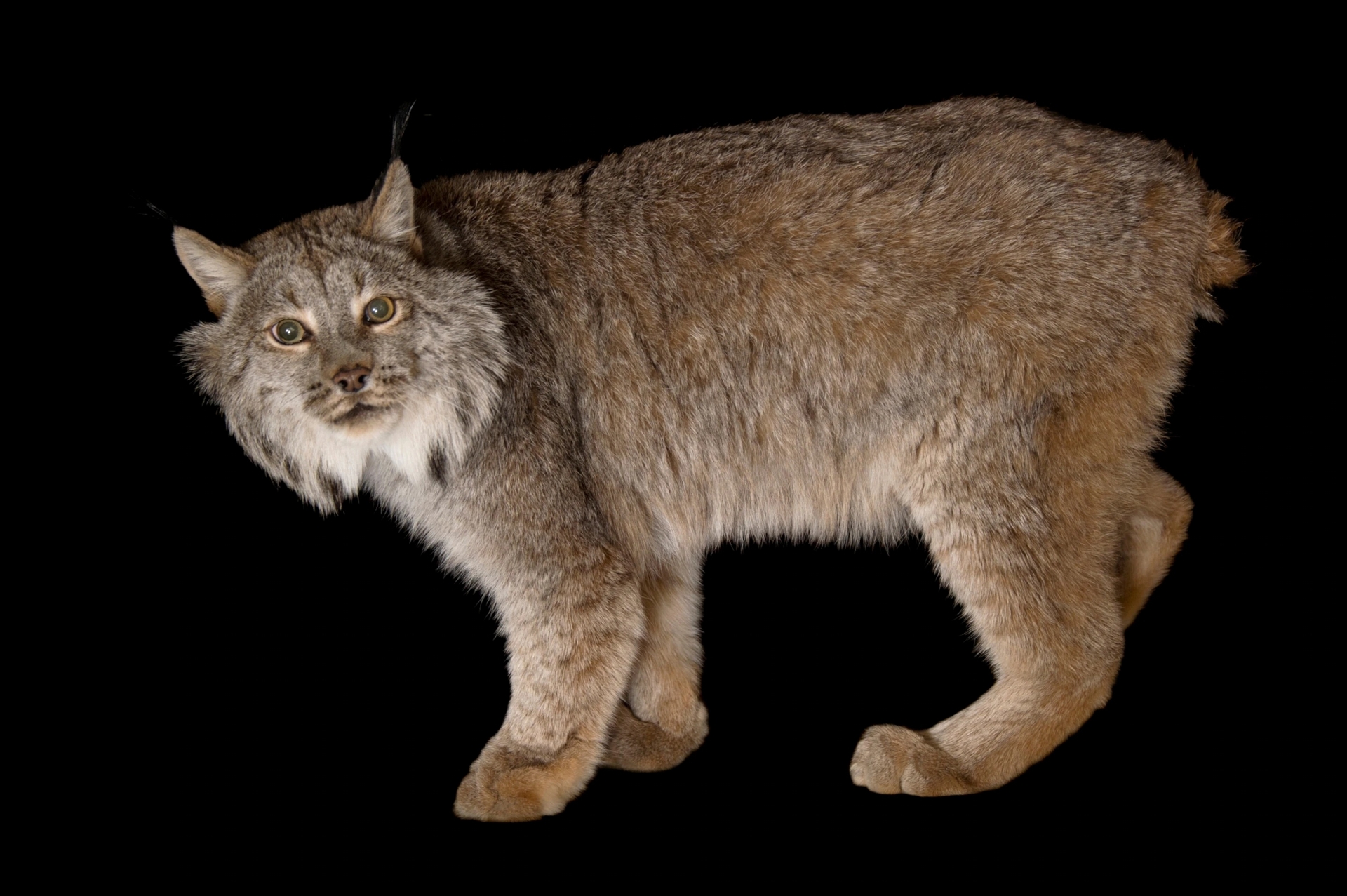 加拿大山猫的毛皮一般在夏季时是红棕色，到了冬季则转变为银灰色。但如今，有人观察到了一只「黑化」的加拿大山猫。PHOTOGRAPH BY JOEL SARTORE