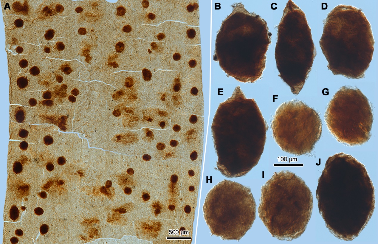 首次为地质历史时期植内产卵昆虫的生殖生物学和行为学提供直接化石证据