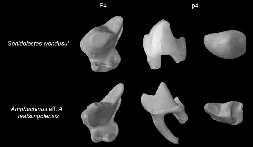 《历史生物学》:一个具有特殊食性的猬亚科新成员:温都苏苏尼特猬