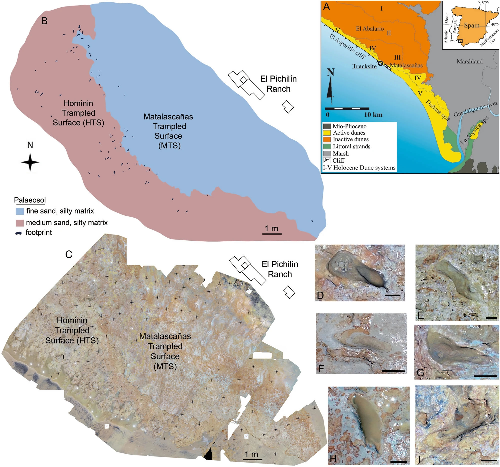 脚印化石表明在中更新世的西班牙南部存在人类 比之前认为的早20万年