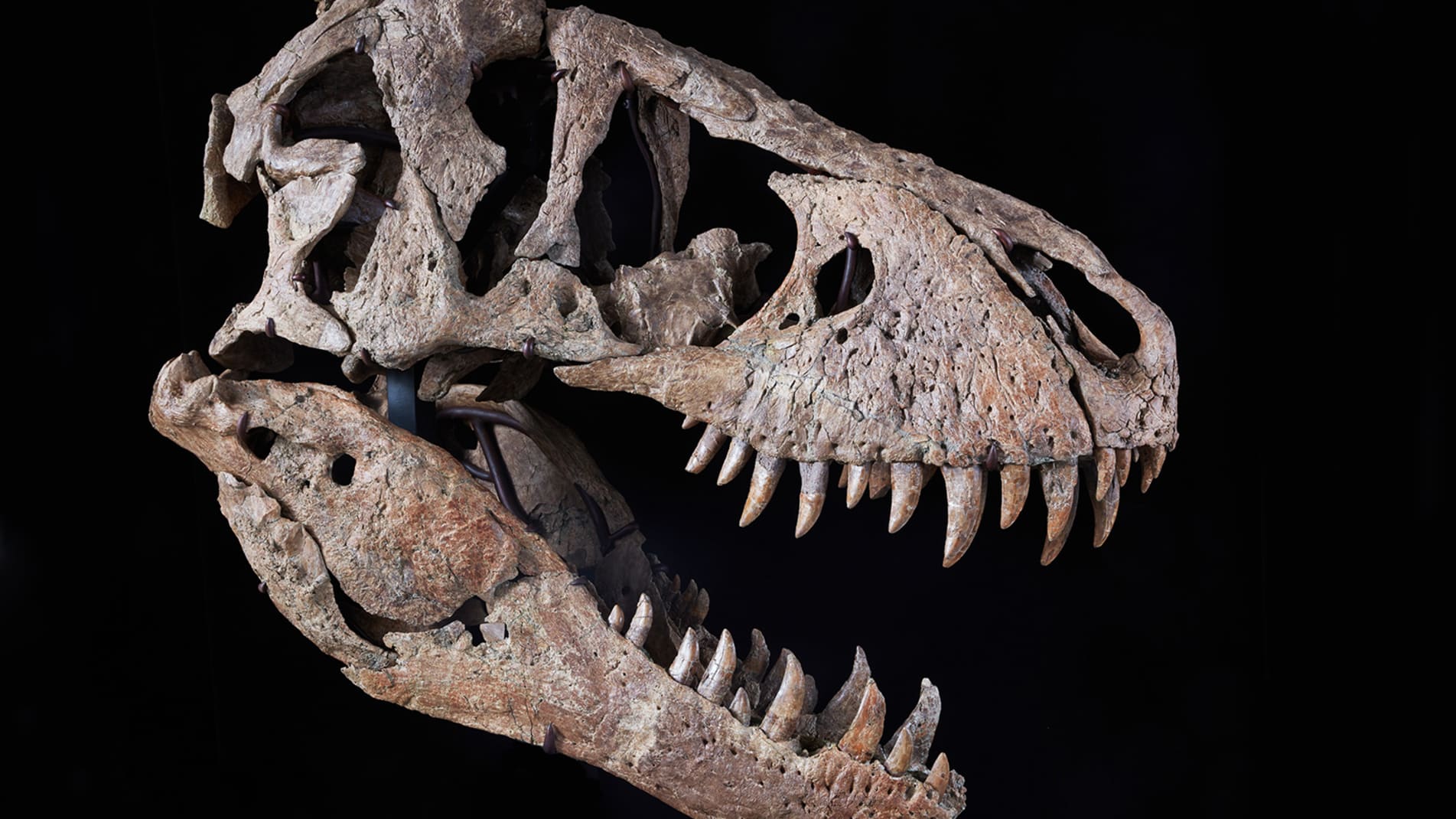 美国南达科塔州出土的完整霸王龙头骨化石“麦西莫斯”将于12月9日在纽约拍卖会上拍卖