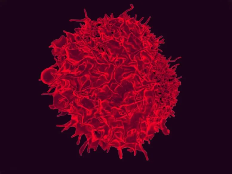 T淋巴细胞的彩色扫描电子显微镜图。资料来源：NIAID