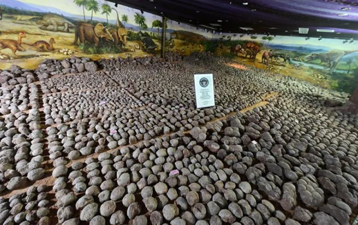 恐龙蛋化石记载的“河源侏罗纪”档案 超2万枚！