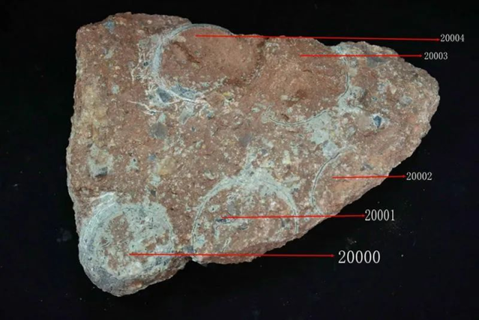 恐龙蛋化石记载的“河源侏罗纪”档案 超2万枚！