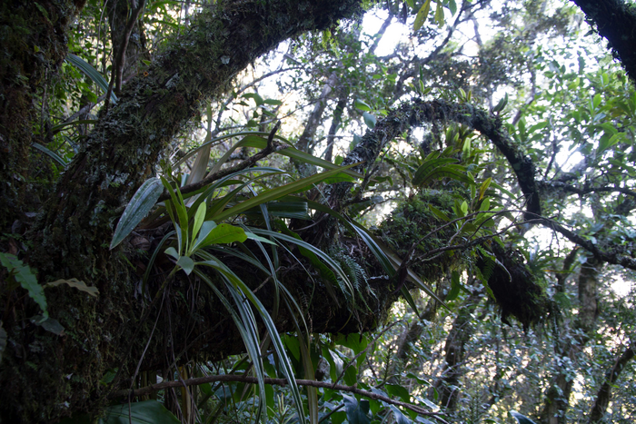 像留尼汪岛这样潮湿的热带山地森林以丰富的附生植物为特征(CREDIT:P Weigelt)