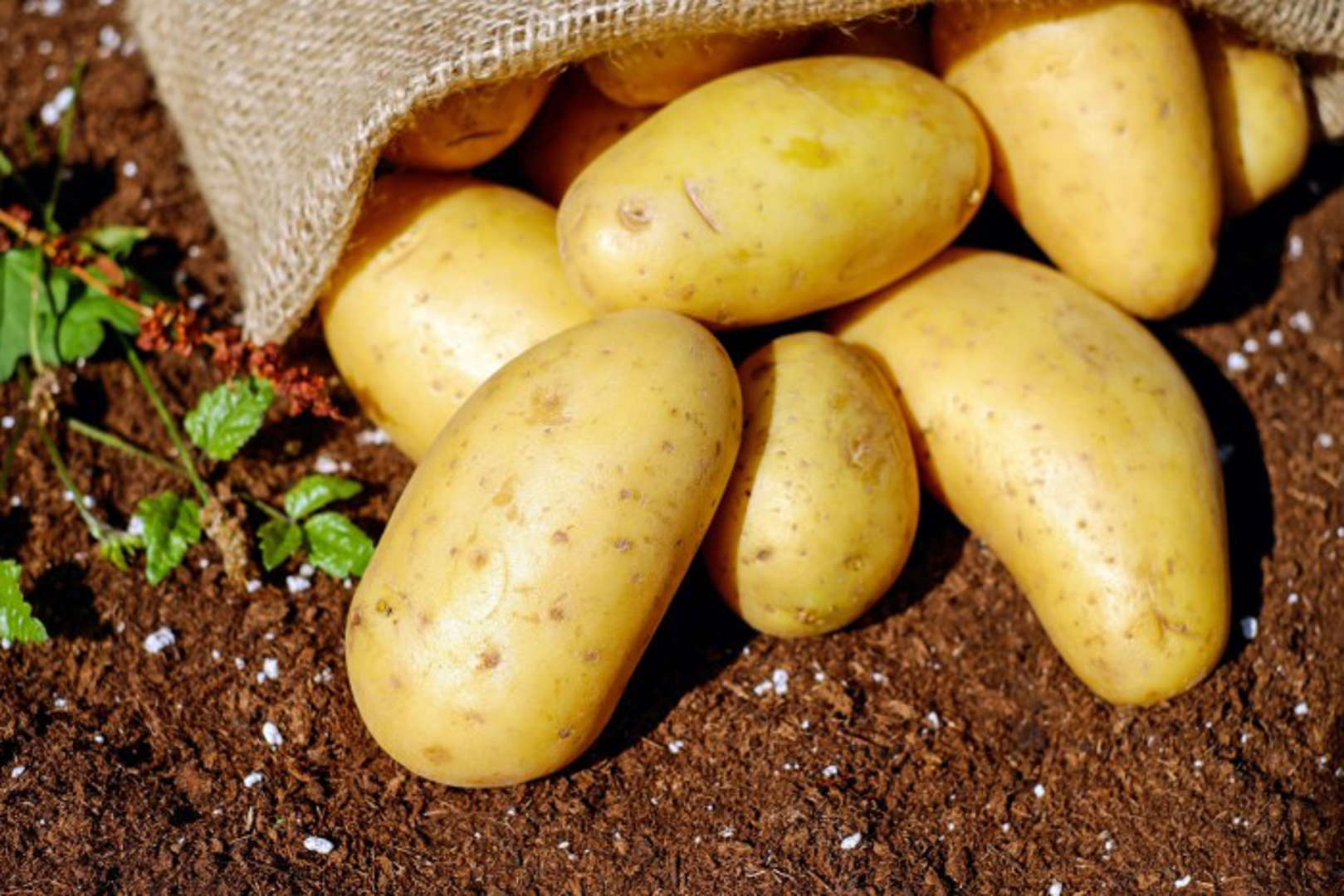 《营养科学杂志》：新研究表明担心马铃薯会提高心脏代谢风险可能毫无根据