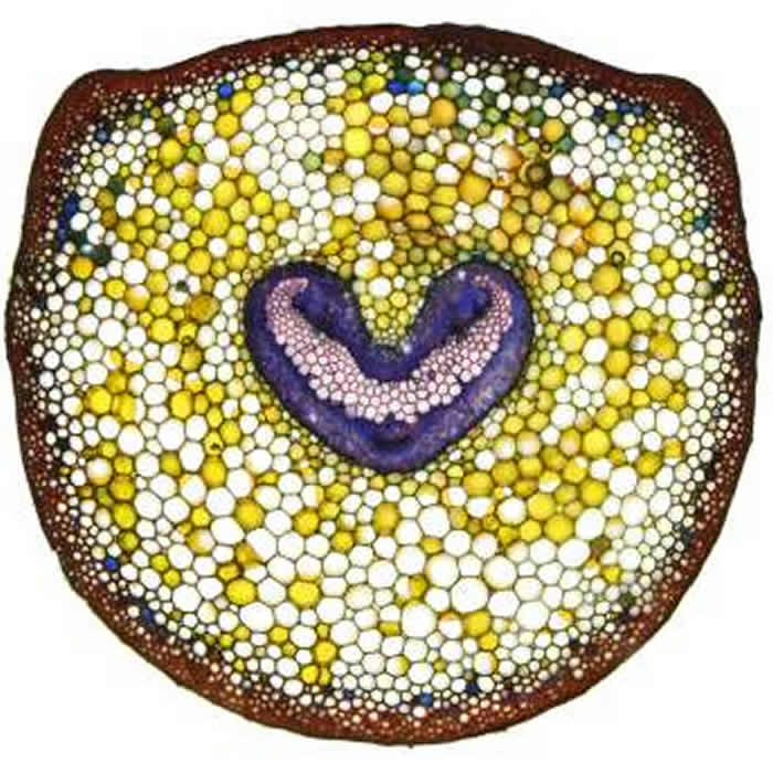 水力破坏是早期维管植物木质部网络演化的主要驱动因素