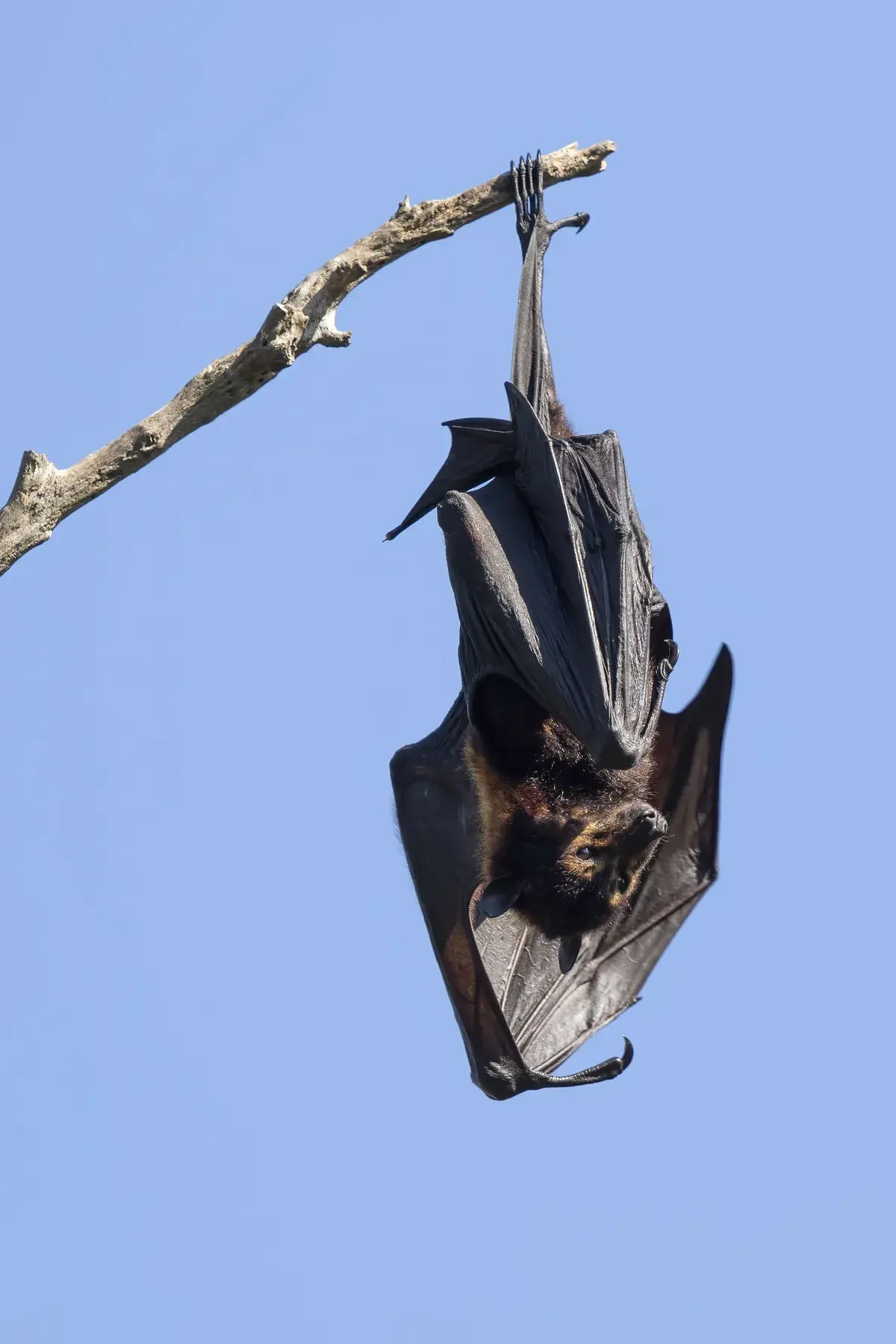 һֻ���߷ɺ���Pteropus alecto�����ڰĴ�������ʿ����һ�����зɺ���Ϣ�ص���֦��