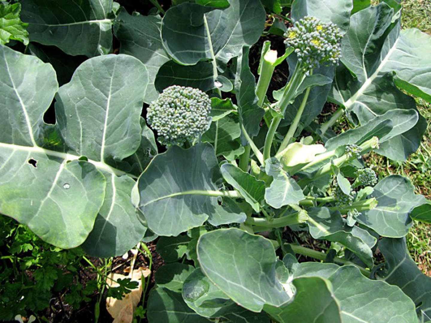 西兰花会释放气体 如果望远镜在一个星球大气层中发现这些气体将暗示有生命