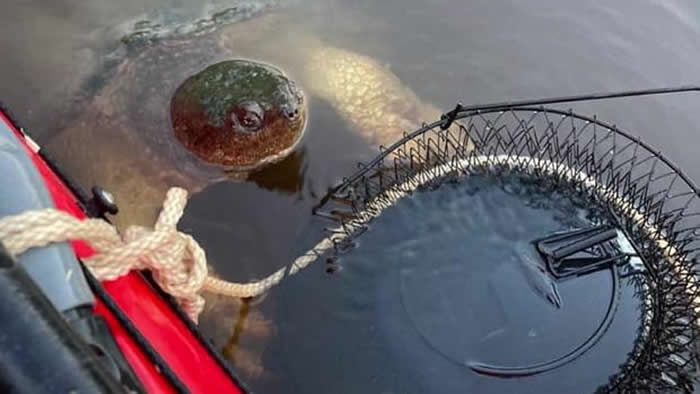 美国密西西比河出现一只身长达75公分的巨型鳄龟