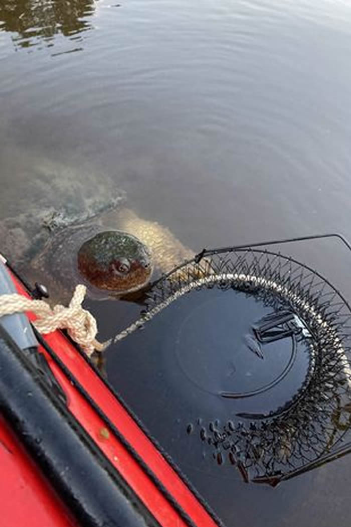 美国密西西比河出现一只身长达75公分的巨型鳄龟