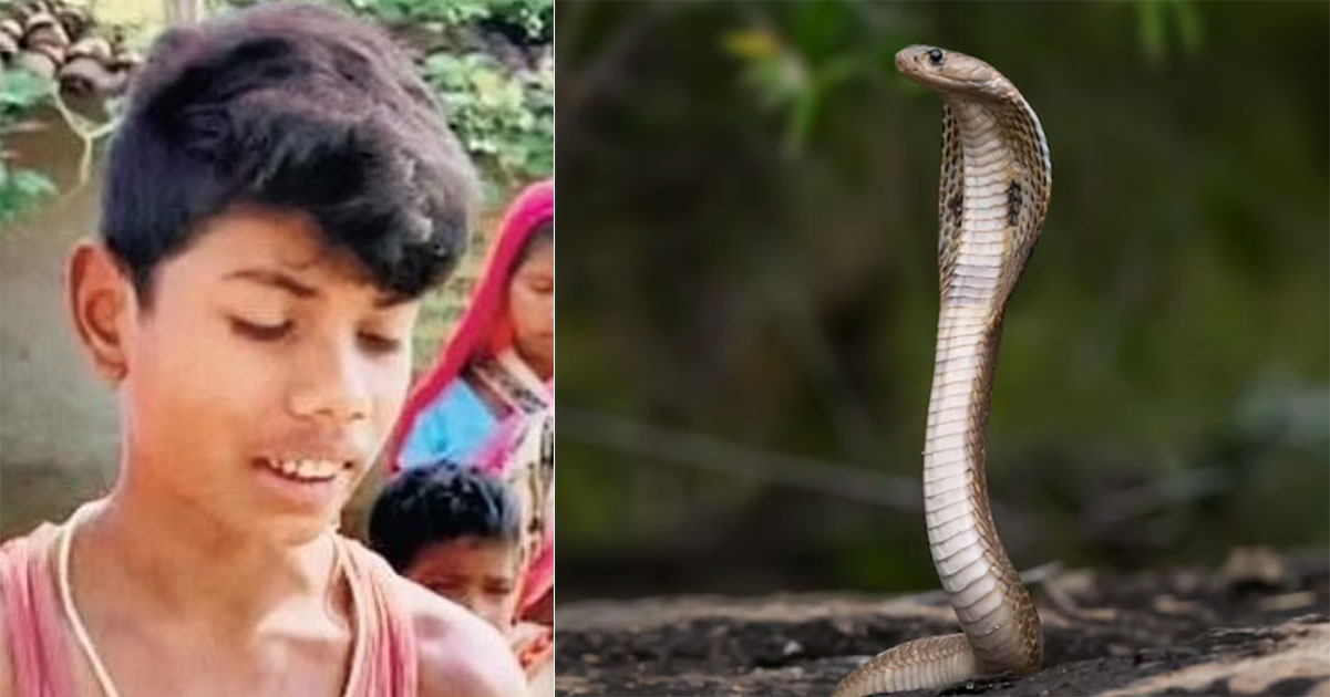 印度小男孩咬死眼镜蛇？美国趣味科学网站：是真的……