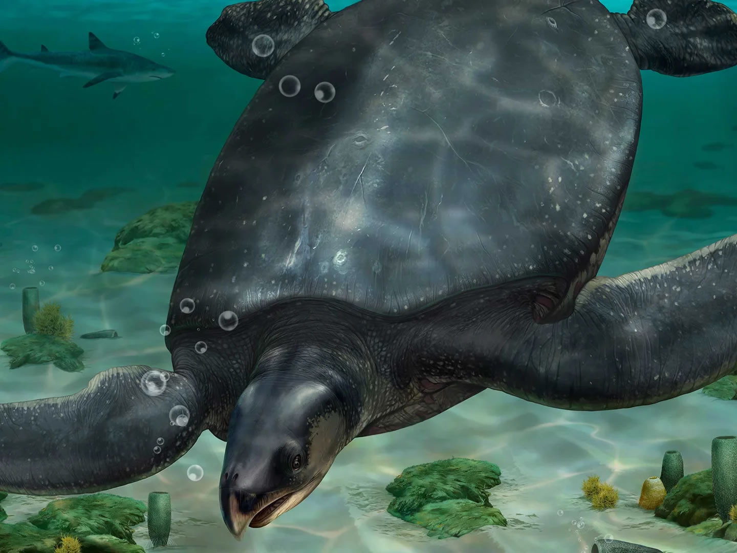 西班牙发现欧洲最大海龟化石Leviathanochelys aenigmatica 体长3.74米
