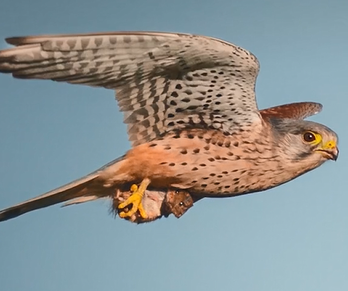 ࣺ¹ҰӰʦĵӰƬ צֻģȤС