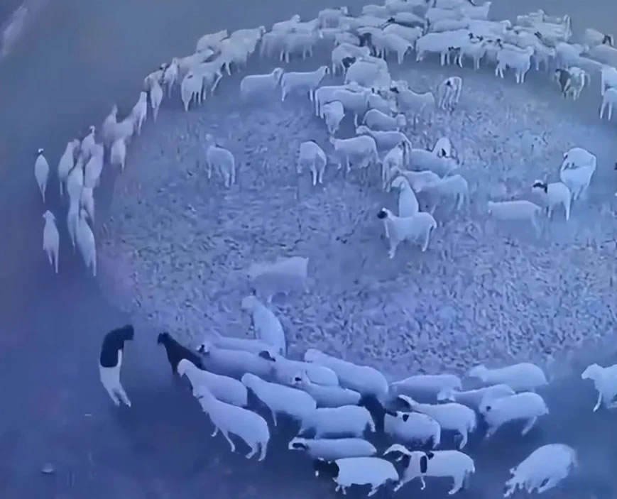 内蒙古牧场出现诡异事件 上百只羊集体绕圈12天