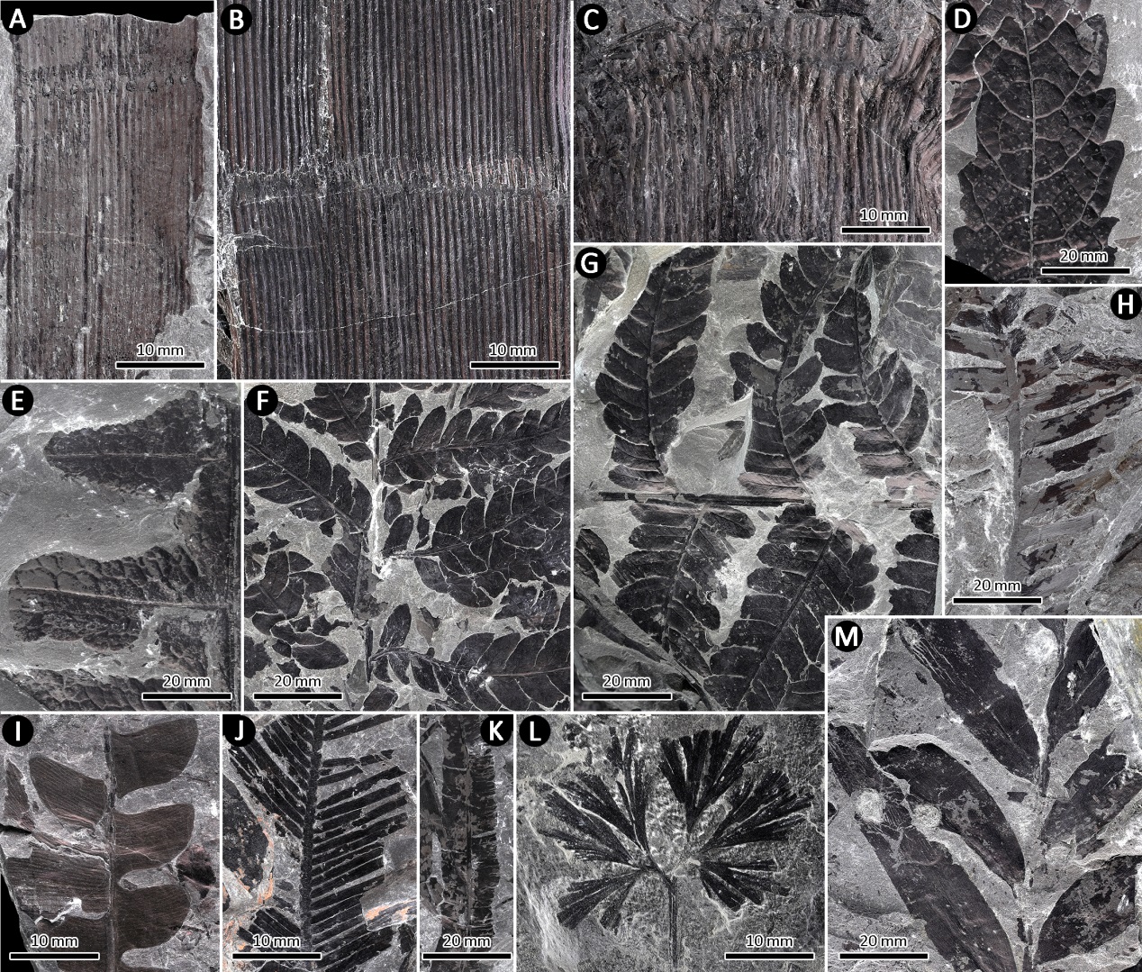 冯卓团队首次为地质历史时期植内产卵昆虫的生殖生物学和行为学提供直接化石证据