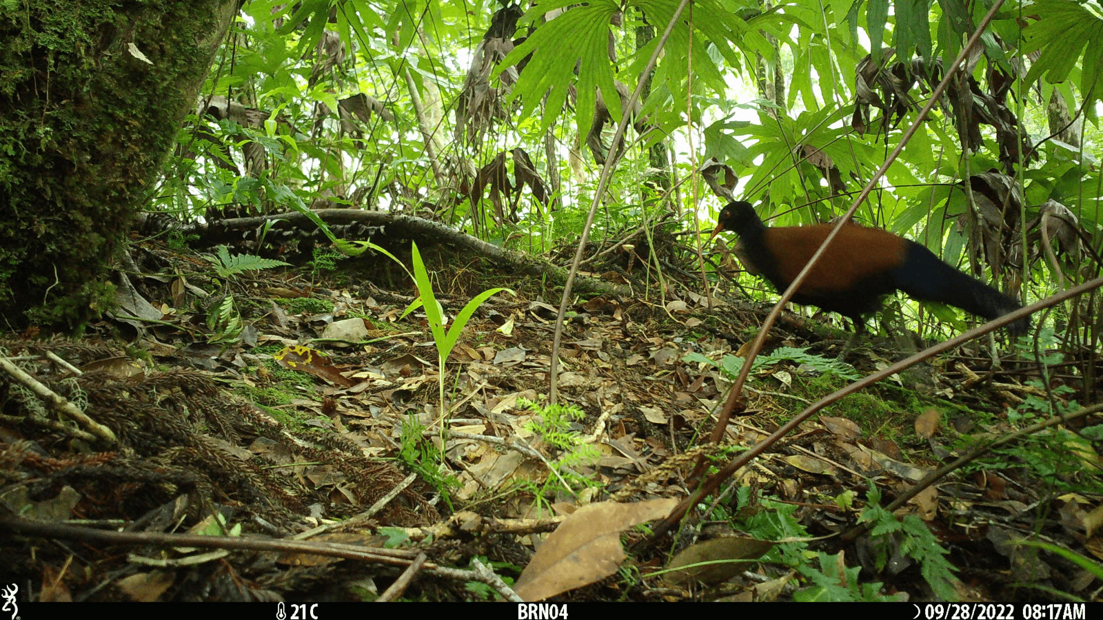 动物学家在巴布亚新几内亚森林发现从1882年至今已经灭绝140年的黑枕雉鸽