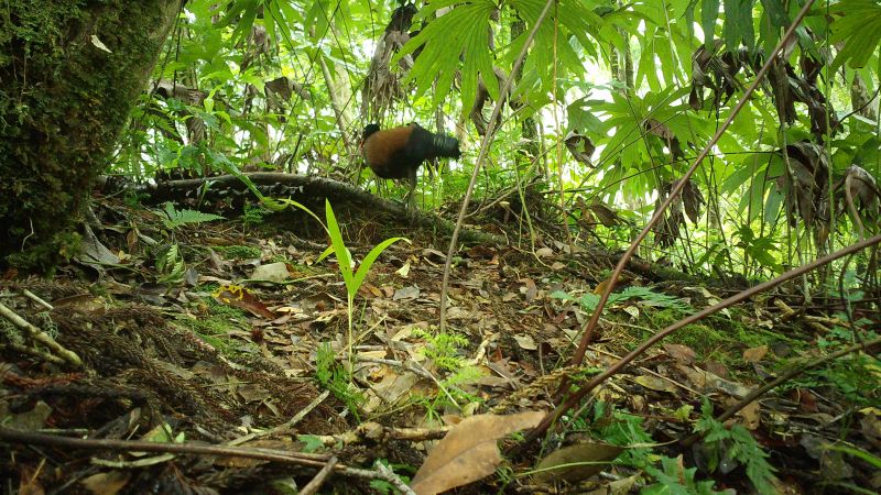 动物学家在巴布亚新几内亚森林发现从1882年至今已经灭绝140年的黑枕雉鸽
