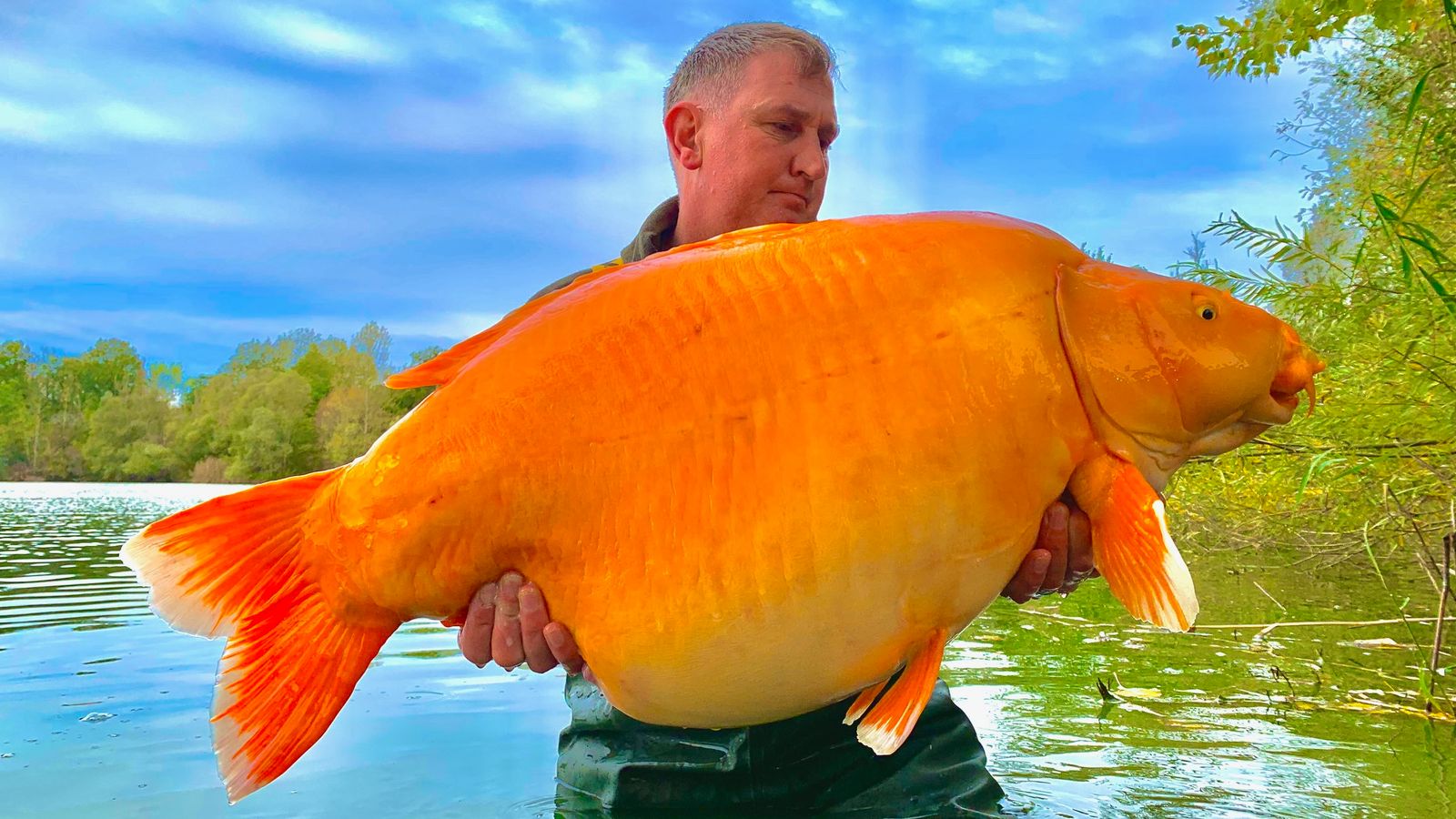 英国渔夫在法国香槟省蓝水湖钓到重达30公斤的金鱼 有望打破世界纪录