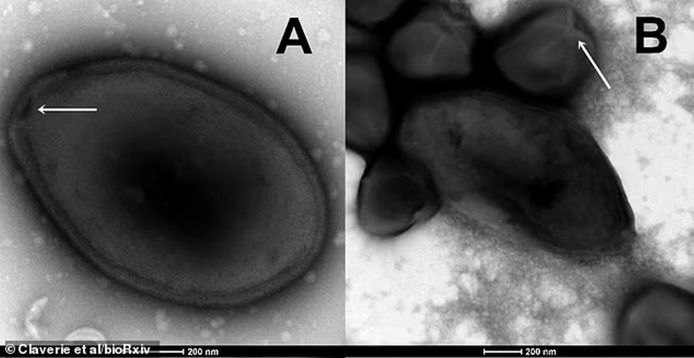科学家成功“复活”被冰冻48500年的史前巨型病毒