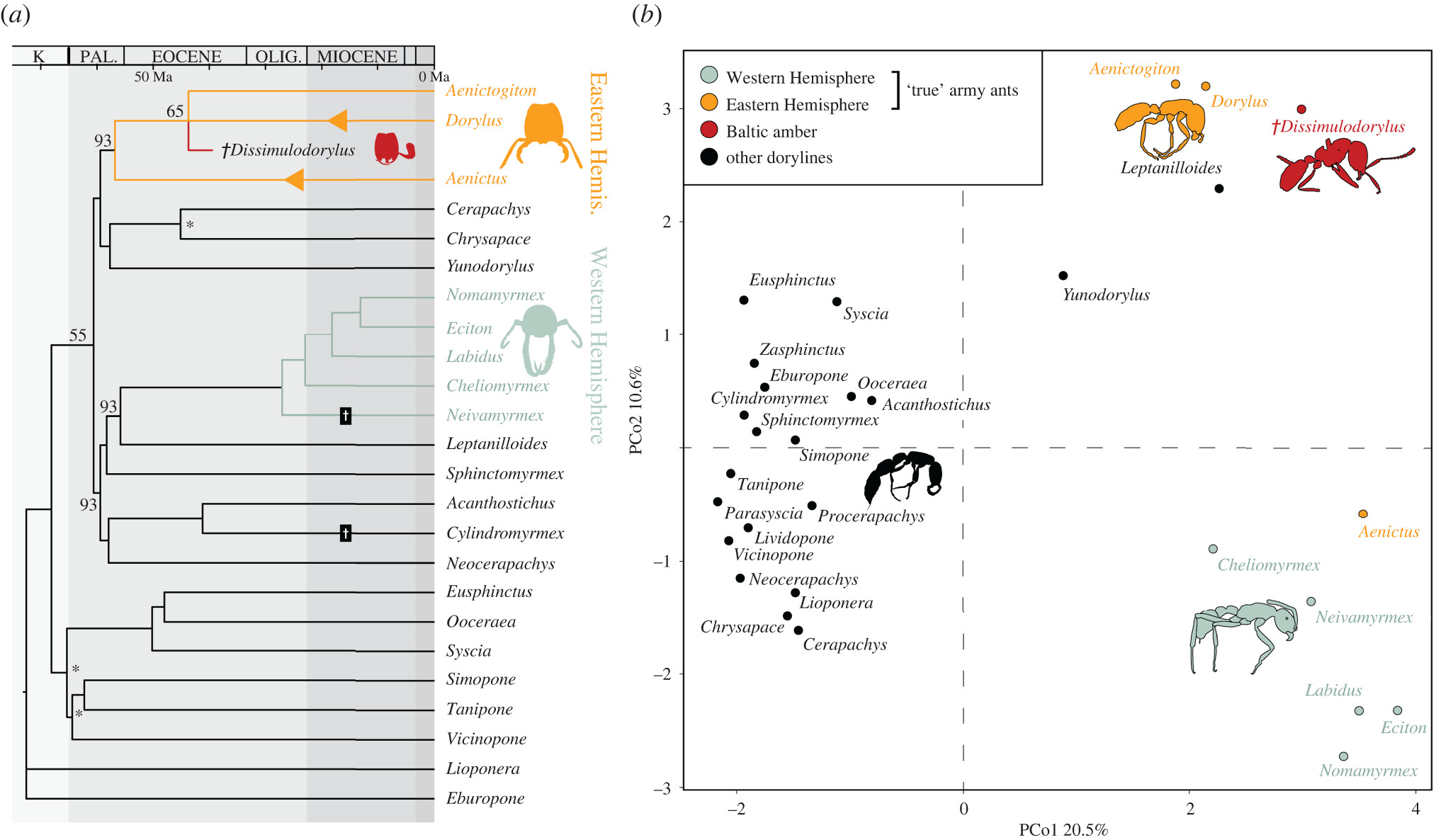 3500万年前的波罗海琥珀中发现世界上最古老的行军蚁