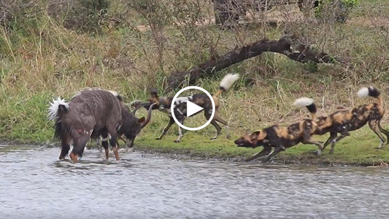南非克鲁格国家公园一只安氏林羚遭非洲野犬河马围攻正要脱困 下秒被鳄鱼咬死