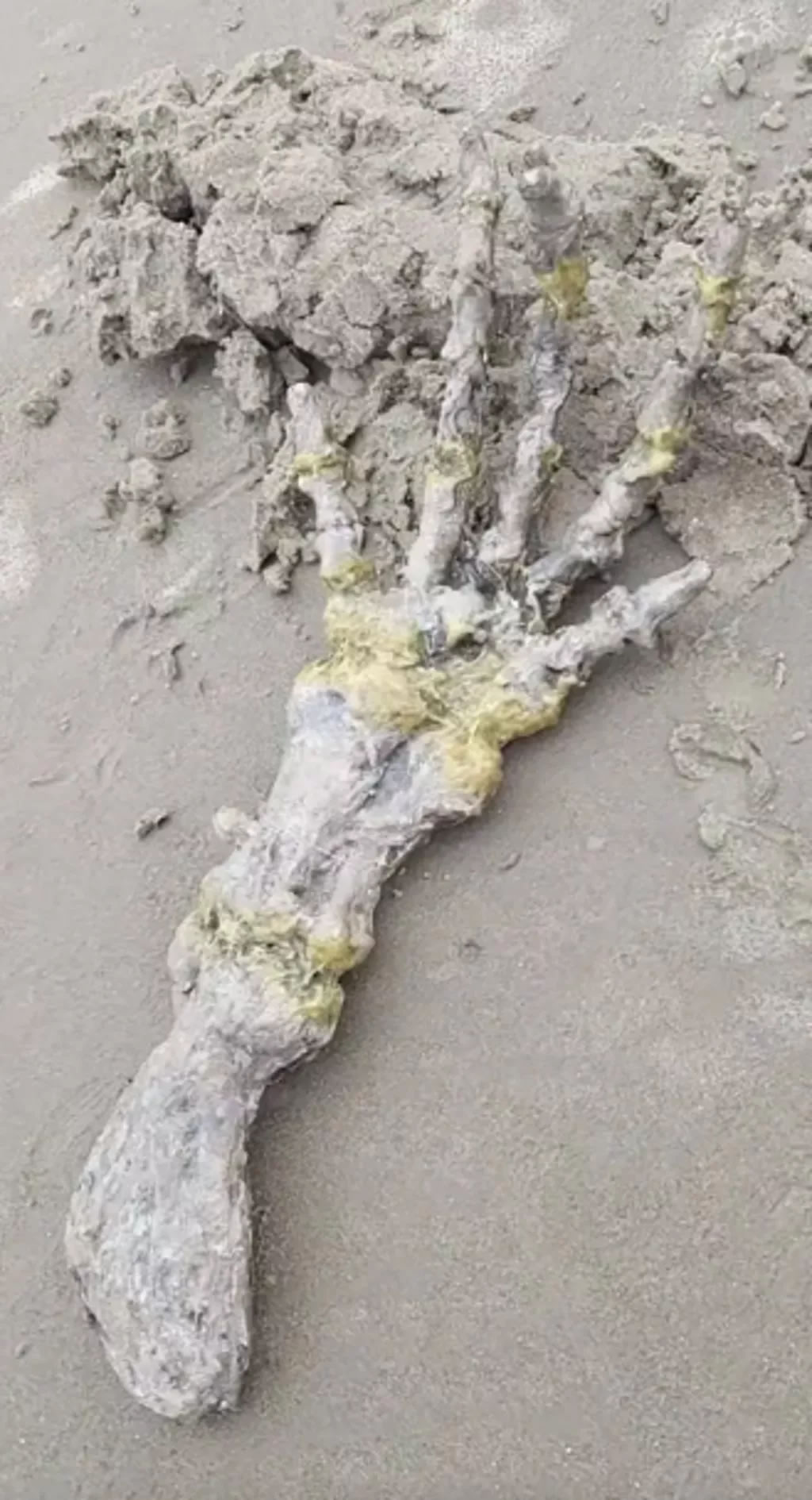 巴西海滩惊现一只巨大的“外星人”手骨