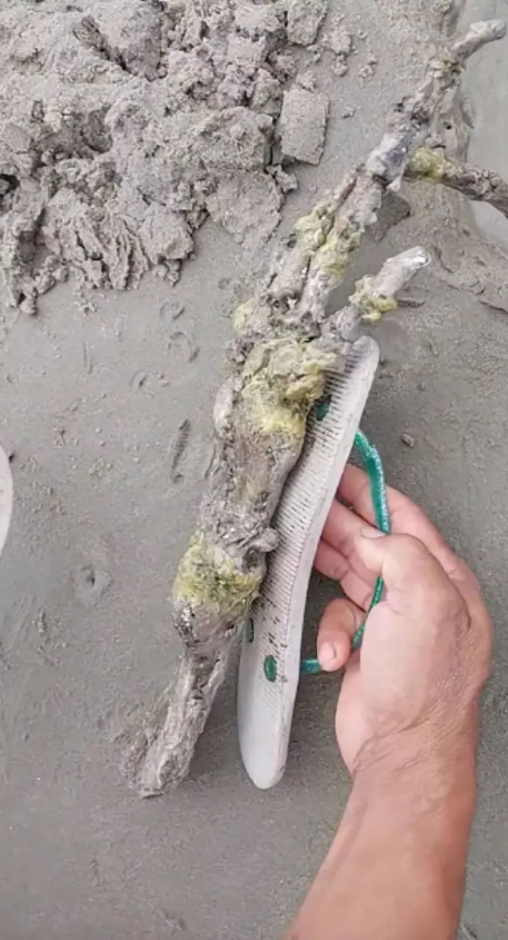 巴西海滩惊现一只巨大的“外星人”手骨