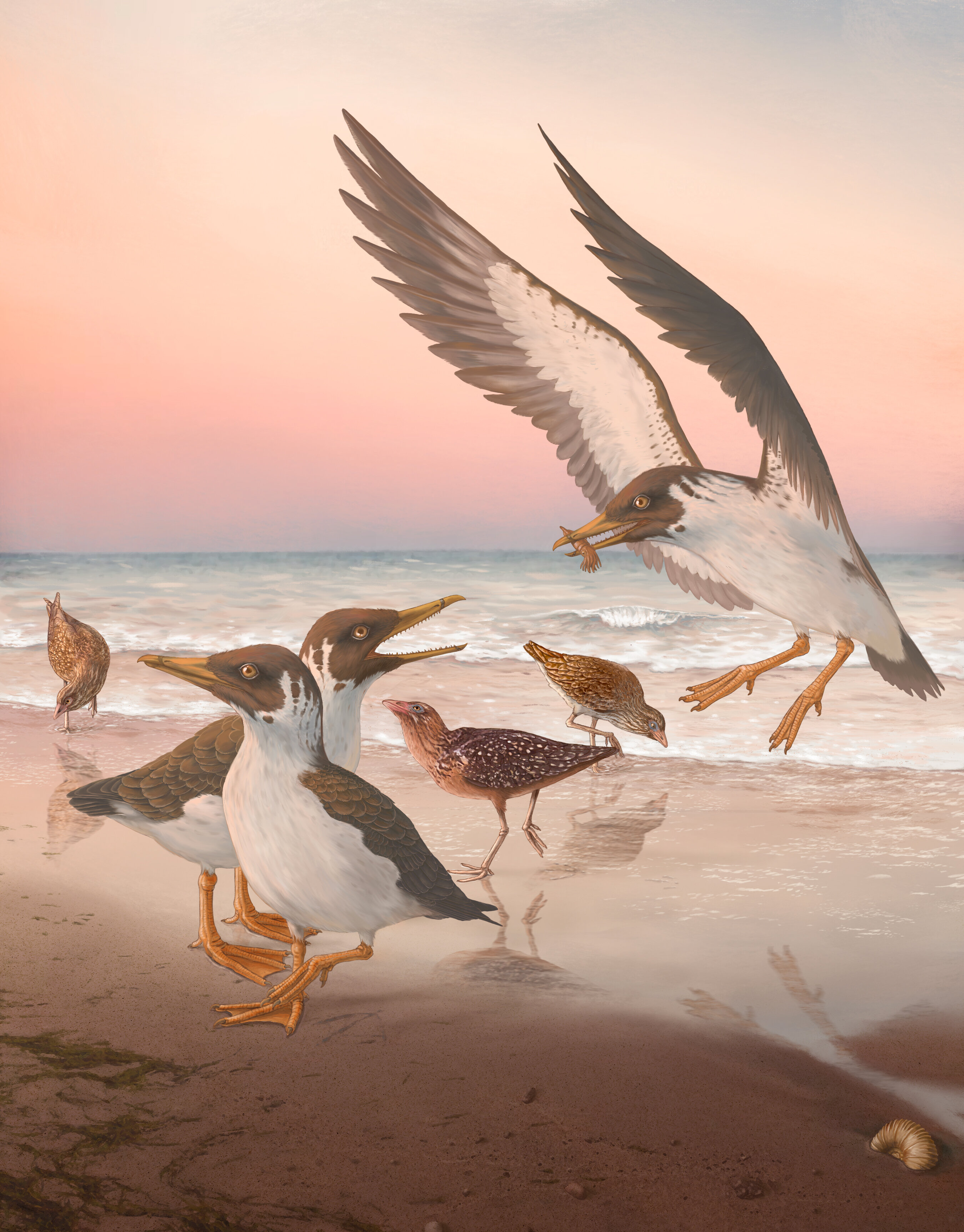 生活在6700万年前的史前齿鸟Janavis finadens颠覆鸟类进化树