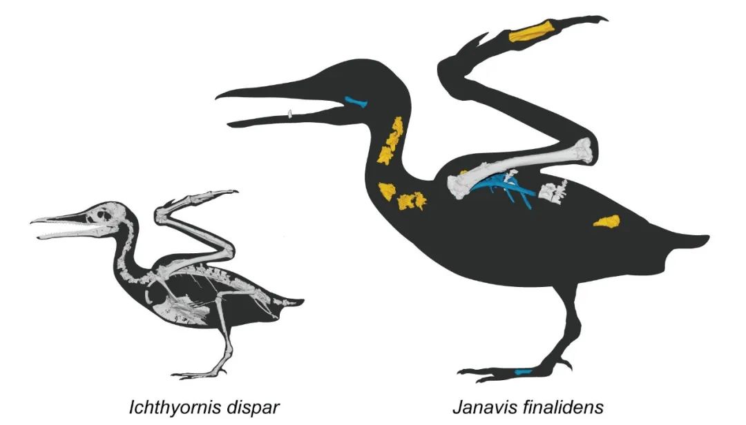 6700ǰʷǰJanavis finadens߸