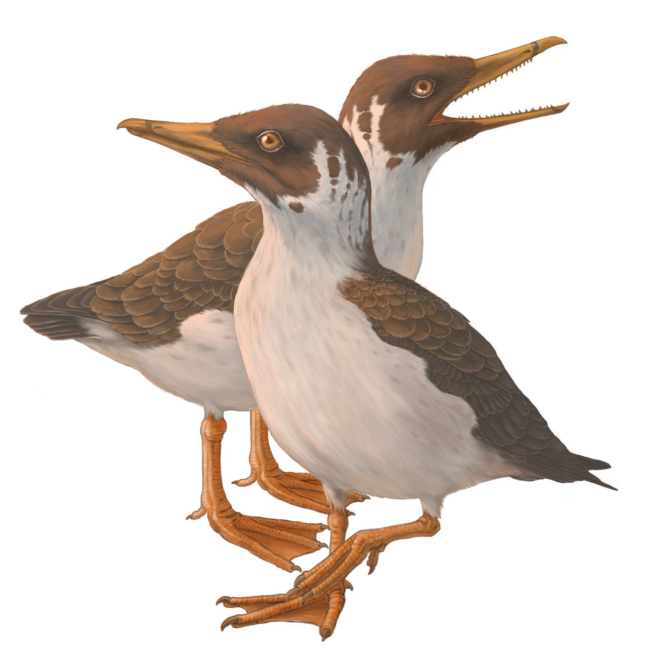 6700ǰʷǰJanavis finadens߸