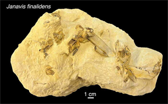 生活在6700万年前的史前齿鸟Janavis finadens颠覆鸟类进化树