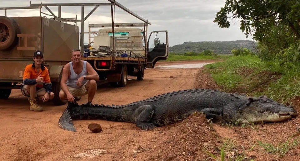 澳洲北领地阿纳姆地男子路上惊见3米长咸水鳄 下车合照遭追杀