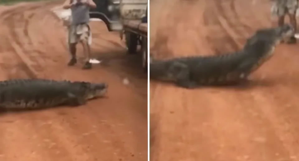 澳洲北领地阿纳姆地男子路上惊见3米长咸水鳄 下车合照遭追杀