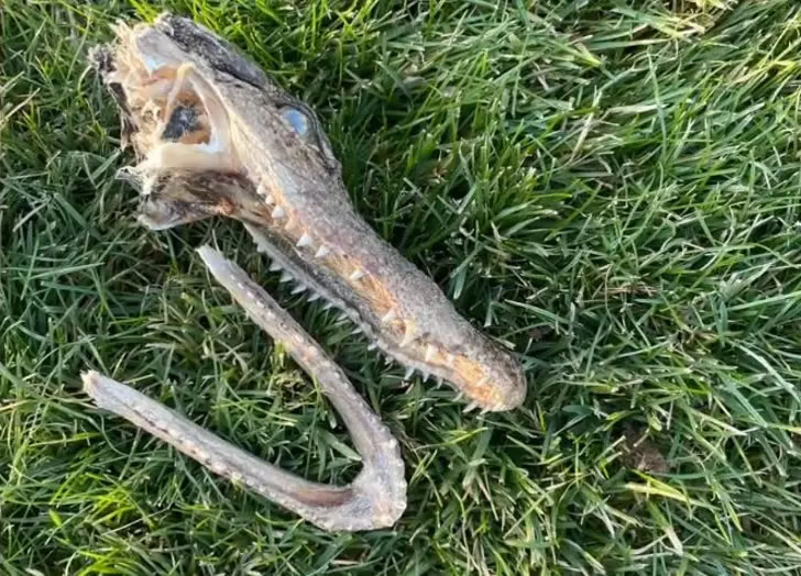 美国威斯康辛州沃克夏一只宠物猫偷溜出门 竟然带一颗鳄鱼头返家