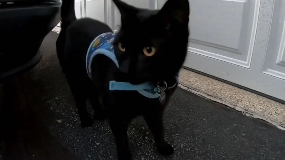 美国威斯康辛州沃克夏一只宠物猫偷溜出门 竟然带一颗鳄鱼头返家