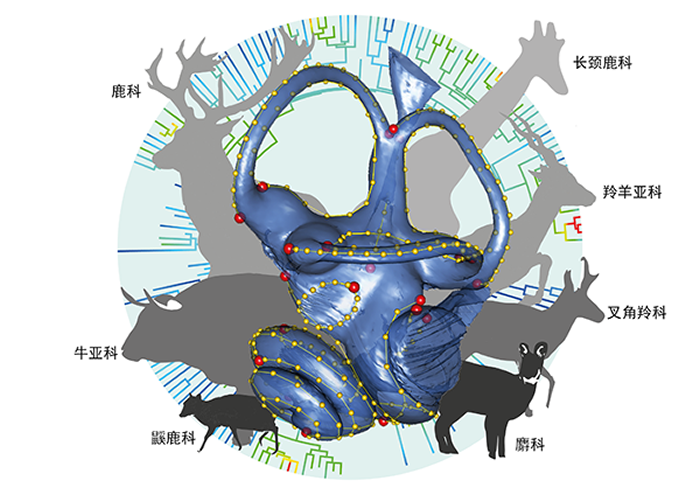 ��ʯ��ۻ��ϵͳ�����ĸ��������ڶ���·Ϊ�߽�Ԫ�����ṩ��Ҫ֤��