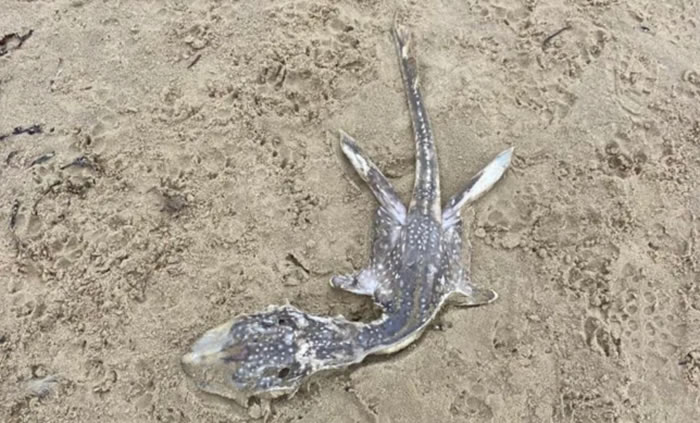 尼斯湖水怪宝宝？英国网友在沙滩上发现不明生物尸体 外型和蛇颈龙非常相似