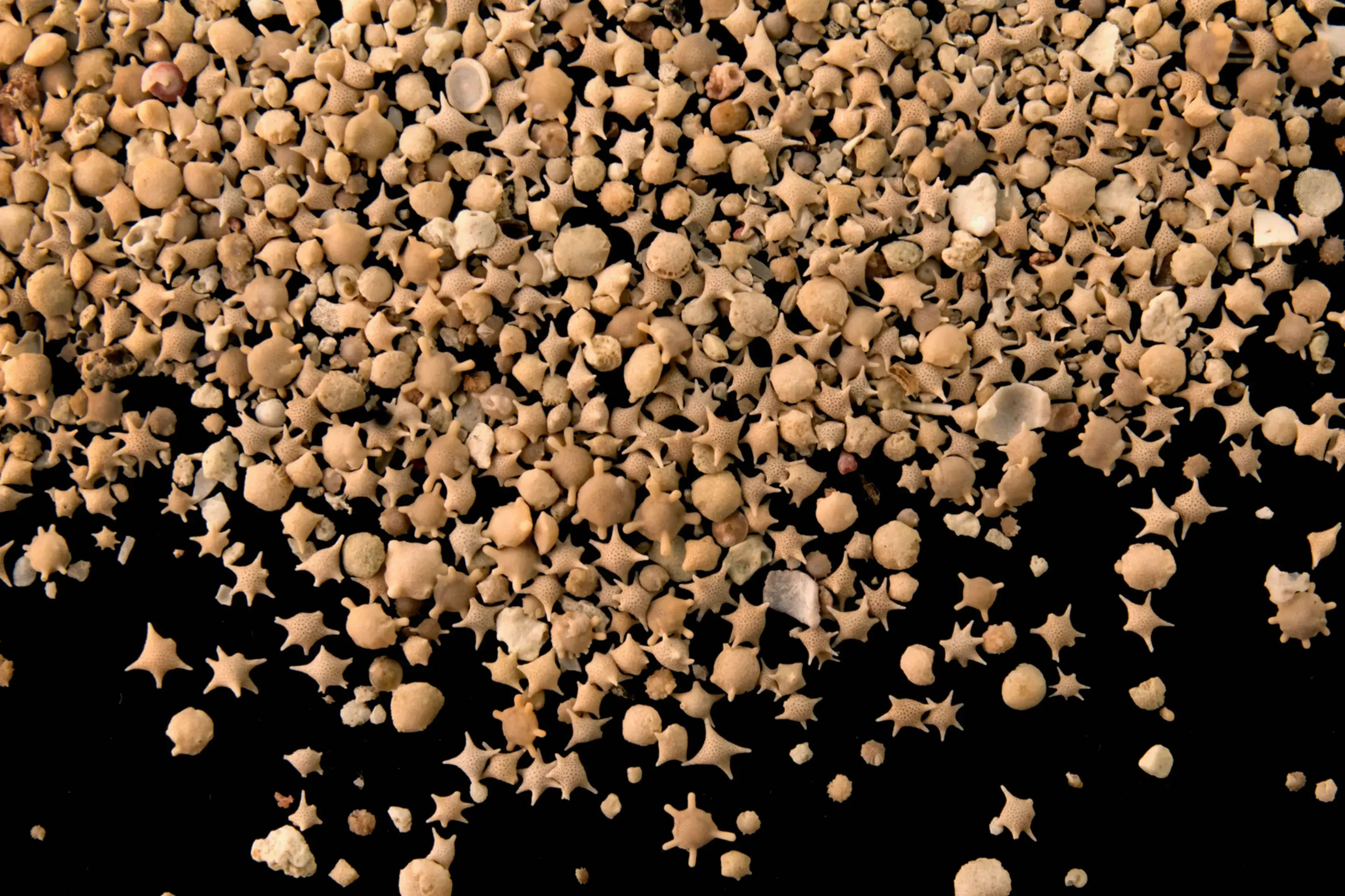 Forabot机器人协助古生物研究人员观察史前有孔虫外壳化石