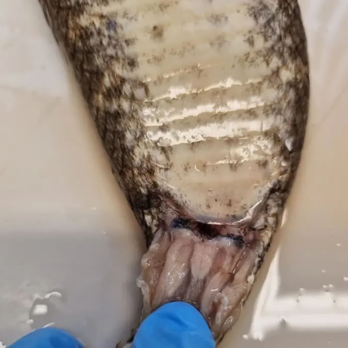 研究人员首次对蛇的阴蒂进行了描述