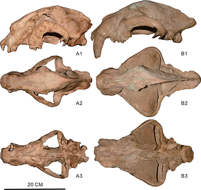 晚中新世北美大型剑齿虎的研究揭示近缘物种间支系更替的一般规律